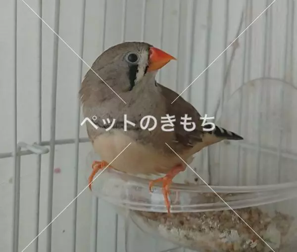 迷子鳥の画像