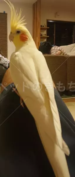 迷子鳥の画像