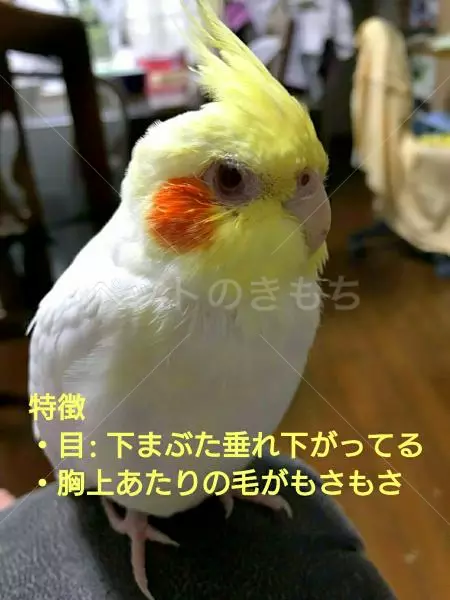 迷子鳥の画像