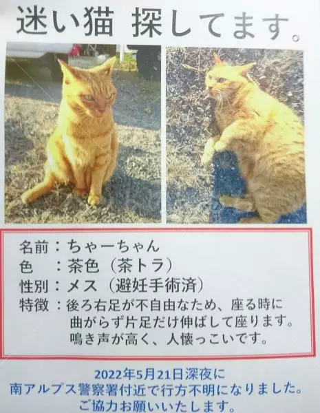 迷子猫の画像