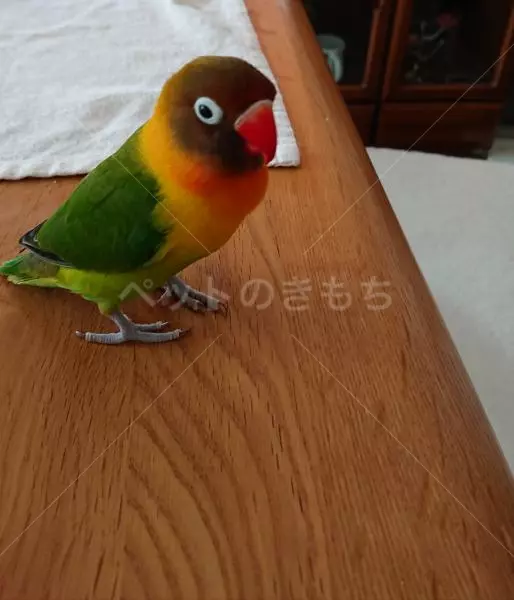 迷子鳥の画像