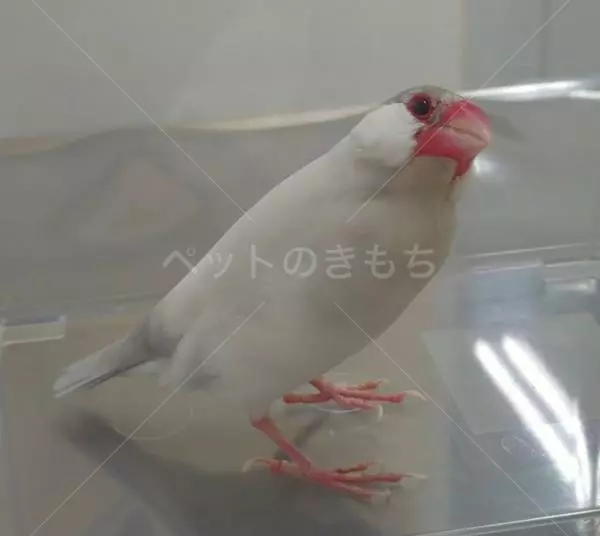 保護鳥の画像