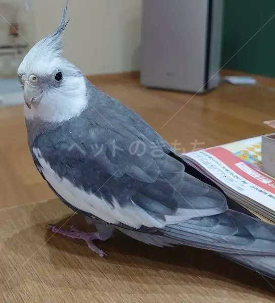 迷子鳥の画像
