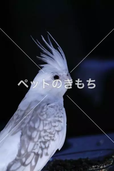 迷子鳥の画像