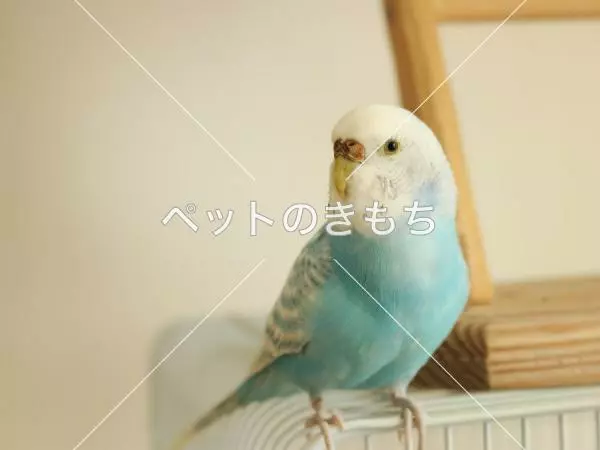 迷子鳥の画像