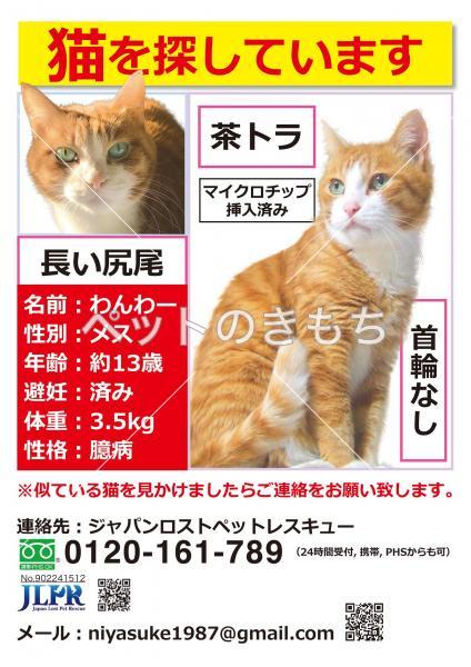 迷い猫の写真