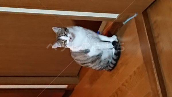 迷子猫の画像