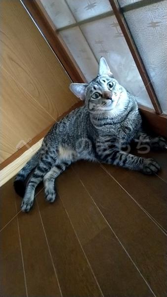 迷子猫の画像