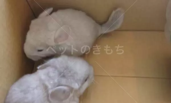 保護ペットの画像