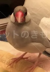 迷子鳥の画像