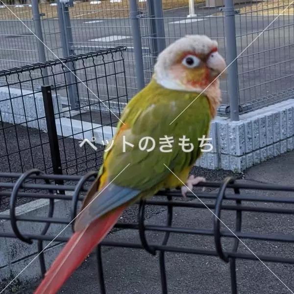 迷子鳥の画像