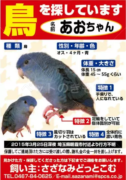 迷子鳥の画像