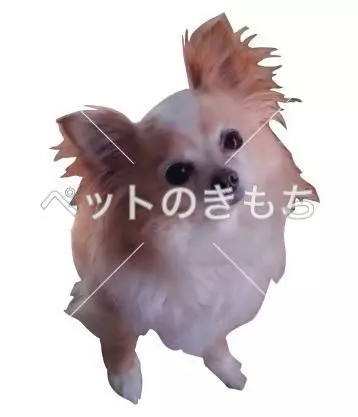 迷子犬の画像
