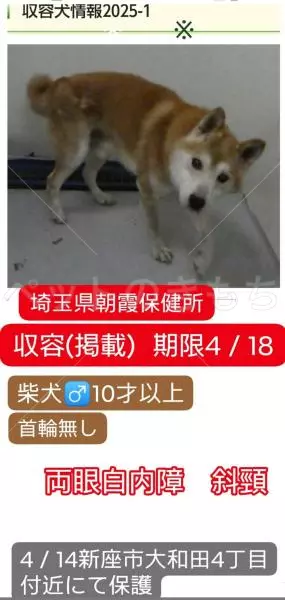 コメントの画像