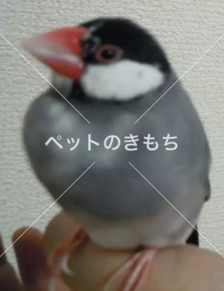 迷子鳥の画像