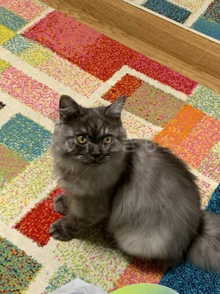 迷子猫の画像
