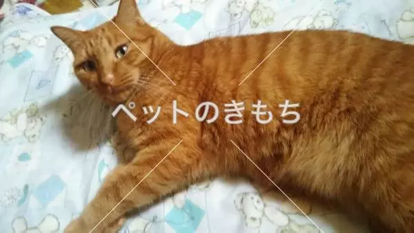 迷子猫の画像