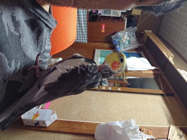 迷子鳥の画像