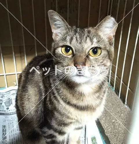 迷子猫の画像