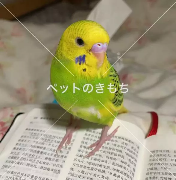 迷子鳥の画像