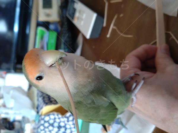 迷子鳥の画像