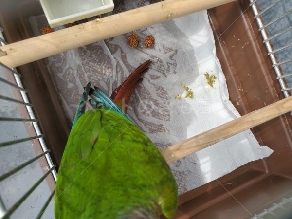 迷子鳥の画像