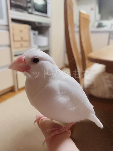 迷子鳥の画像