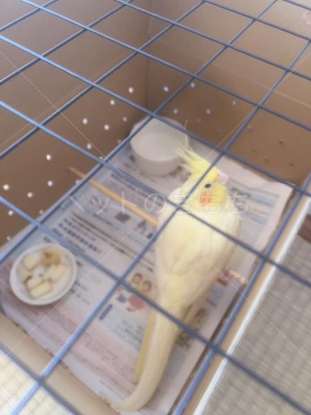 保護鳥の画像