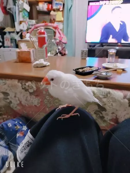 迷子鳥の画像