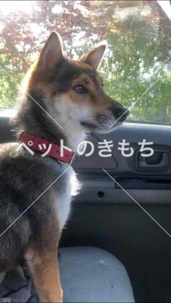 迷い犬の写真
