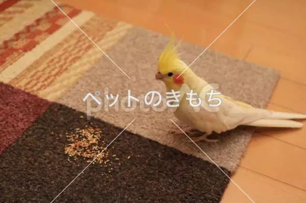 迷子鳥の画像