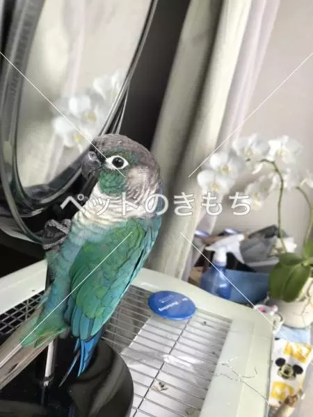 迷子鳥の画像
