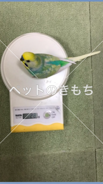 迷子鳥の画像