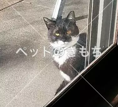 保護猫の画像