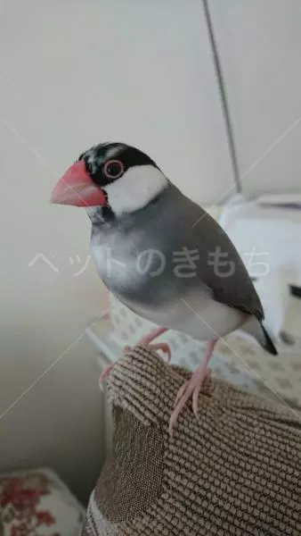 迷子鳥の画像