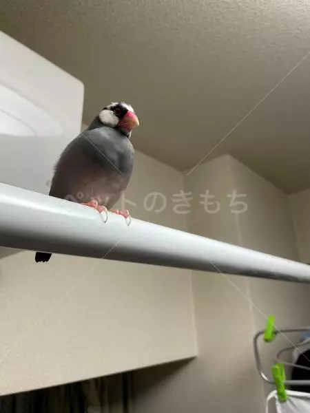 保護鳥の画像