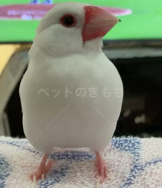 迷子鳥の画像