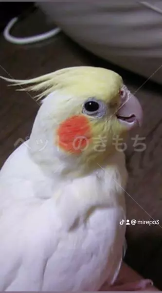 迷子鳥の画像