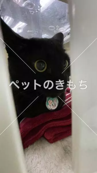 保護猫の画像