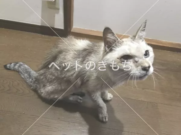 保護猫の画像