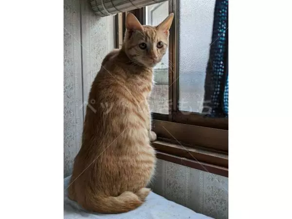 迷子猫の画像