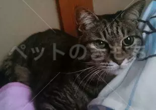 迷子猫の画像