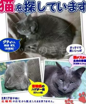 コメント投稿の画像