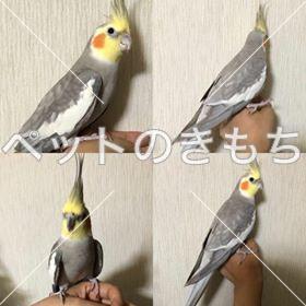 保護鳥の画像