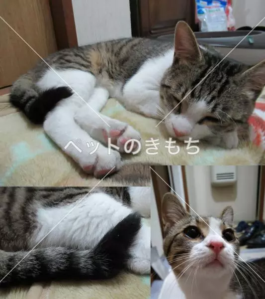 保護猫の画像
