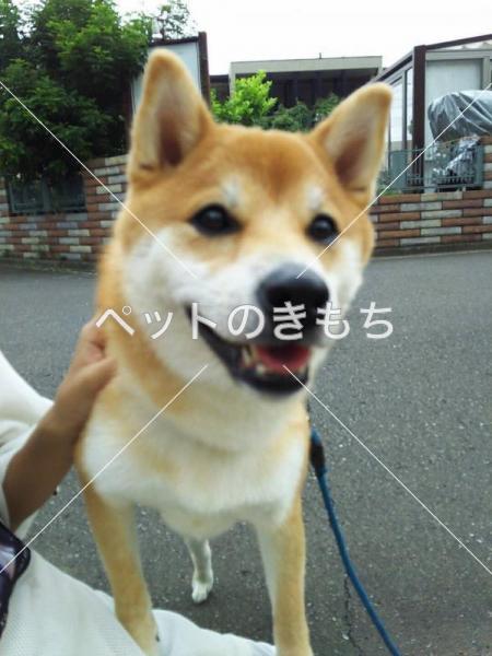 迷い犬の写真