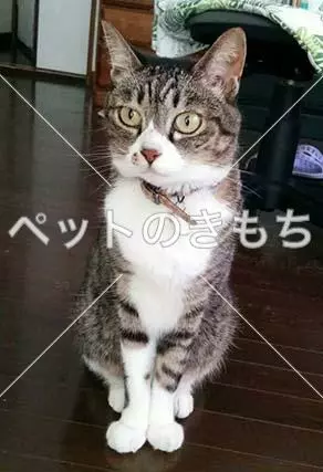 迷子猫の画像