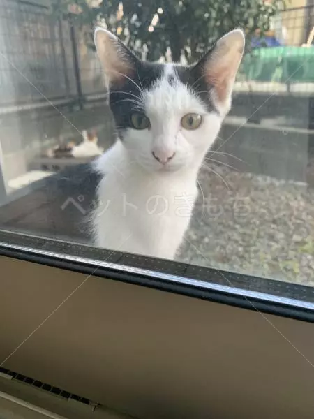 迷子猫の画像