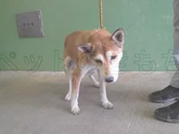 コメント投稿の画像