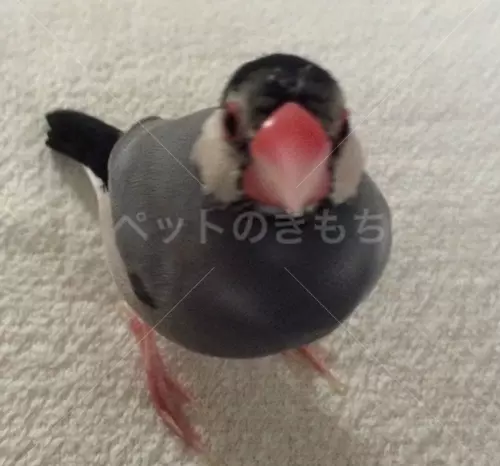 迷子鳥の画像